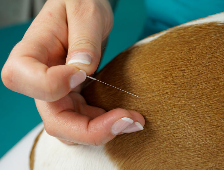 Acupuncture for Pets in Amissville
